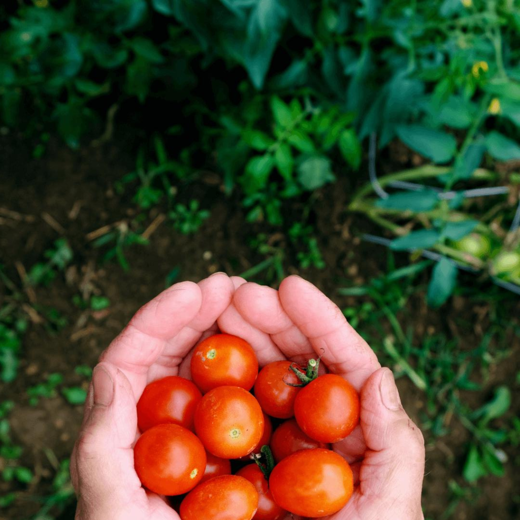 tiny tim tomatoes