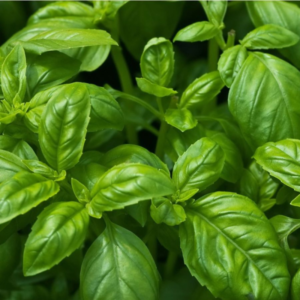 basil